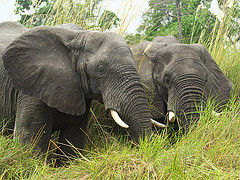 two elephants