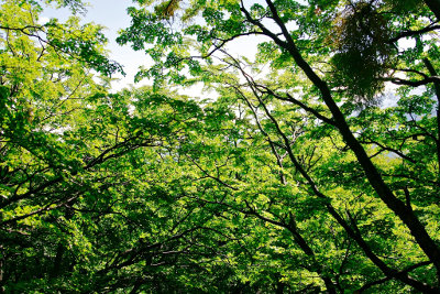 trees