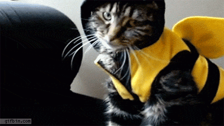 gif chat abeille