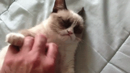 gif grumpy cat