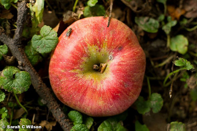 une pomme par terre