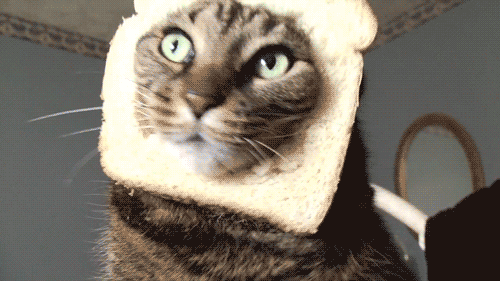 gif chat toast