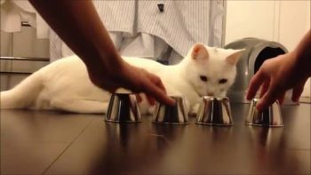 lolcat-bonneteau